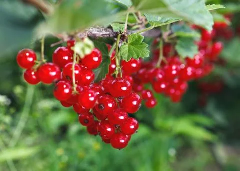 Bunch of red currant Stock Photos