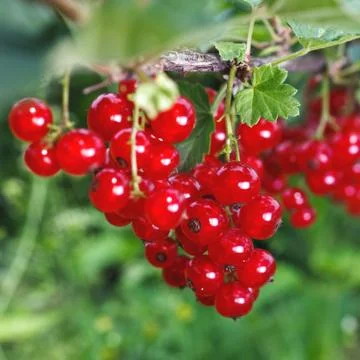 Bunch of red currant Stock Photos