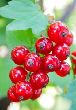 Bunch of red currant Stock Photos