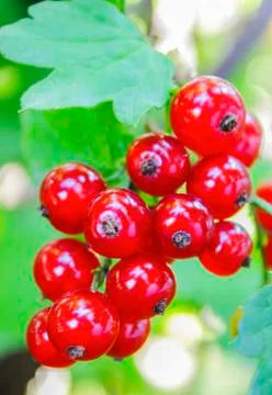Bunch of red currant Stock Photos