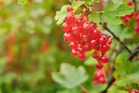 A bunch of red currant in summer Stock Photos