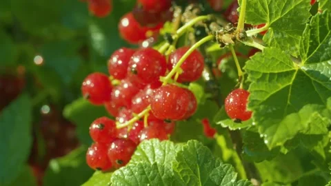 Bunch of red currant in water drops Stock Footage 135321697