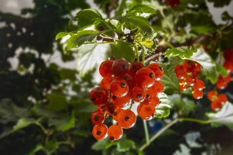 A bunch of red currants. Bottom view. Stock Photos