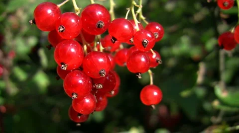 A Bunch of Red Currants Stock Footage 888993