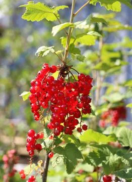 Bunch of red currants Stock Photos