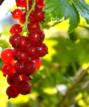 Bunch of red currants	 Stock Photos