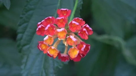 Bunch of Red flowers Stock Footage 144500947
