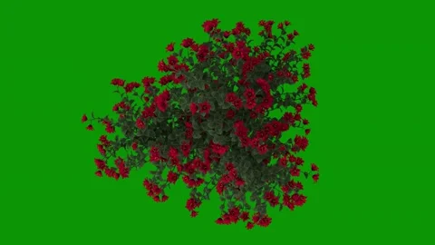 Bunch red flowers green screen animated chromakey figure motion design Stock-Footage 314068057