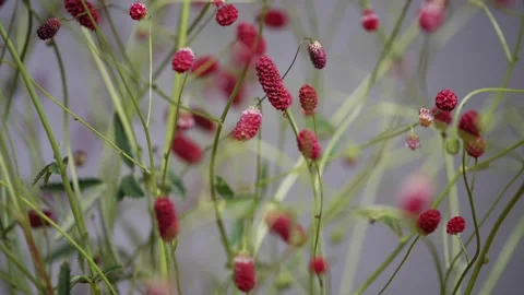 A bunch of red flowers with green stems Stock Footage 297776186