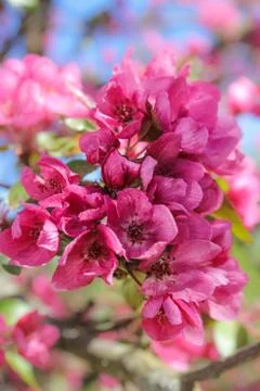 A bunch of red flowers. Stock Photos