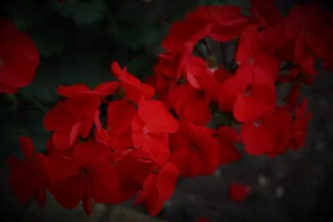 Bunch of red flowers Stock Photos