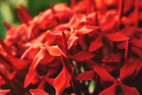 Bunch of Red Flowers Stock Photos
