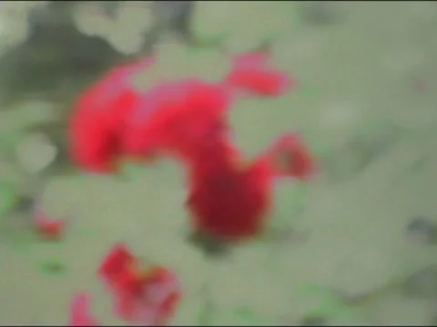 Bunch of Red Flowers Pulled Focus Stock Footage 135660313