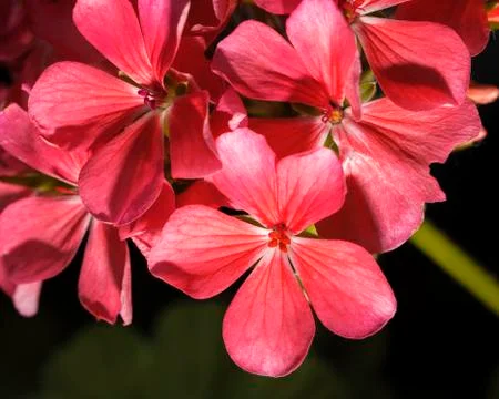 A bunch Red Geranium Flowers Closeup. Stock-Fotos