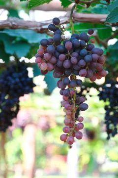 Bunch of red grape for pattern Stock Photos
