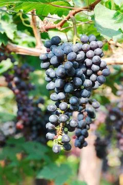 Bunch of red grape for pattern Stock Photos