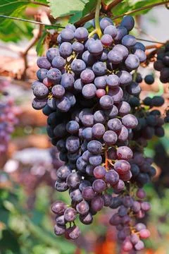 Bunch of red grape for pattern Stock Photos