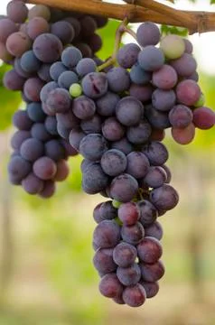 Bunch of red grape vines Stock Photos