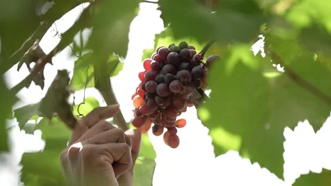A bunch of red grapes being picked directly on the tree Stock Footage 258642387