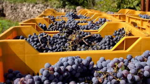 Bunch of red grapes in box during harvest Video stock 116660006