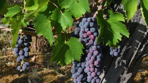 Bunch of red grapes. Chianti Classico area in Tuscany. Italy. Stock Footage 207849317