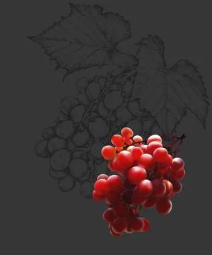 Bunch of red grapes Stock Illustration