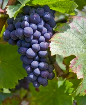 Bunch of red grapes Stock Photos