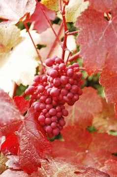 Bunch of red grapes Foto stock