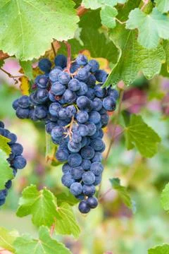 Bunch of red grapes Stock Photos
