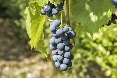 Bunch of red grapes Stock Photos