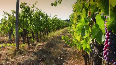 Bunch of red grapes. Sunset light with sun in the background. Stock Footage 204789992