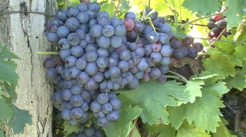 Bunch of red grapes on a vine Stock Footage 35582920