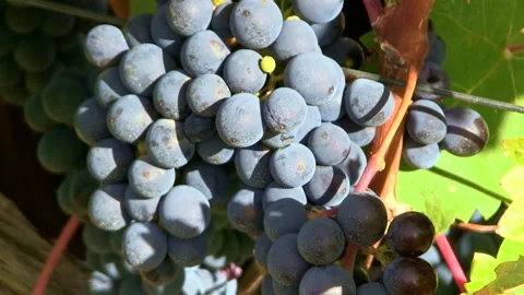 A bunch of red grapes in a vineyard Stock Footage 161018775