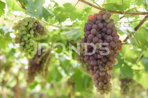 Bunch of red grapes in the vineyard. Stock Photos