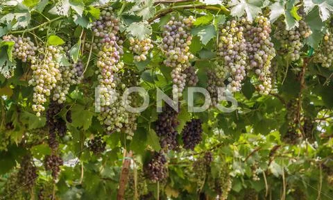 Bunch of red grapes in the vineyard. Stock Photos