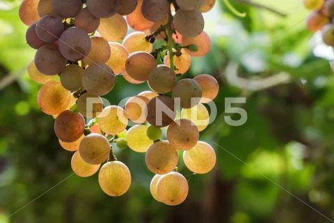 Bunch of red grapes in the vineyard. Stock Photos