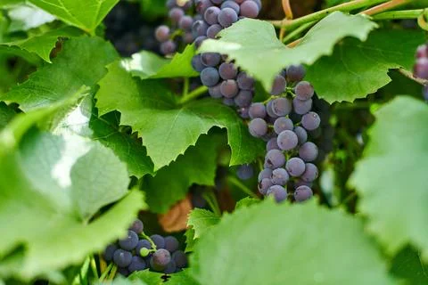 Bunch of red grapes on vineyard. Table red grape with green vine leaves. Autu Stock Photos