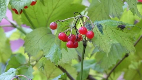 Bunch of red guelder-rose berries shakes a gentle breeze (Viburnum opulus) Stock Footage 82065176