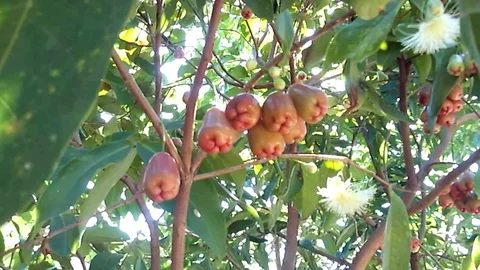 Bunch of red java rose, apple rose fruit hanging on the tree Stock Footage 120971640