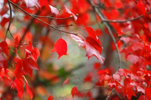 Bunch red maple Stock Photos