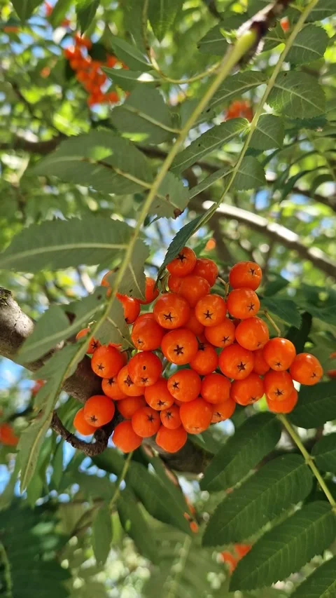 Bunch of red mountain ash on a background of green leaves Видео 345264861