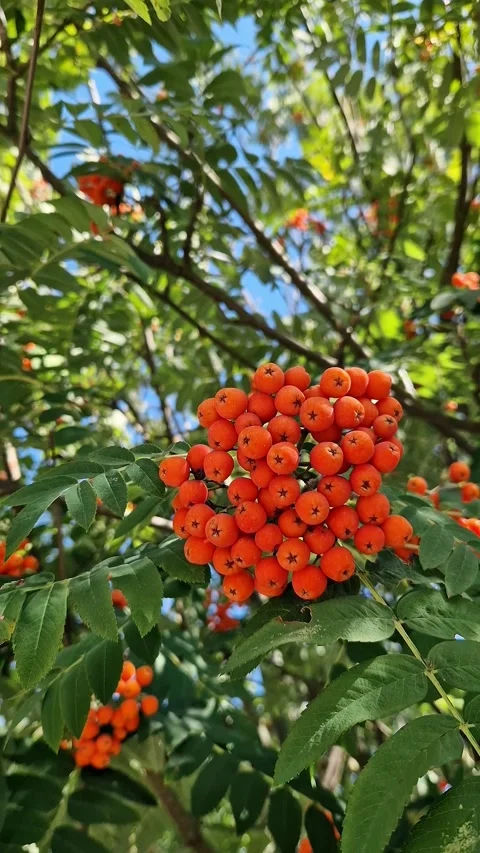 Bunch of red mountain ash on a background of green leaves Vídeos de archivo 345264865