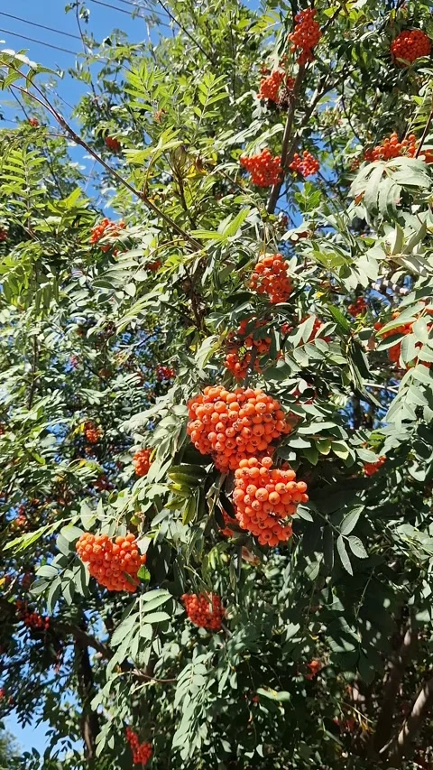 Bunch of red mountain ash on a background of green leaves Vídeos de archivo 345264984
