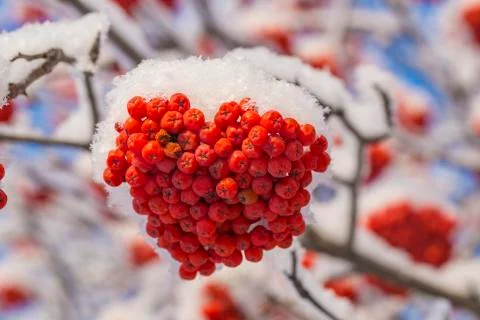 A bunch of red mountain ash covered with snow on Christmas. Stock Photos