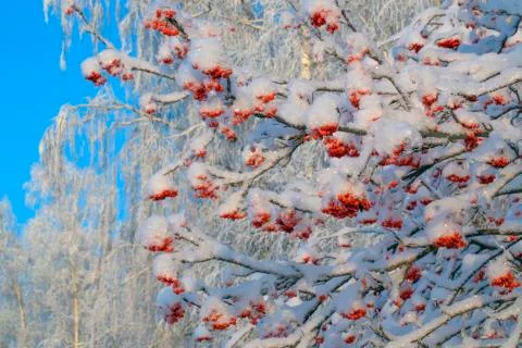 A bunch of red mountain ash covered with snow on Christmas. Stock Photos