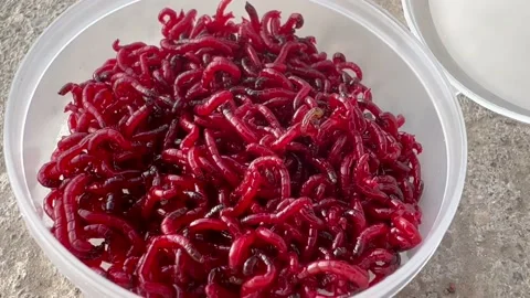 A bunch of red nematodes in the box Stock Footage 232313324