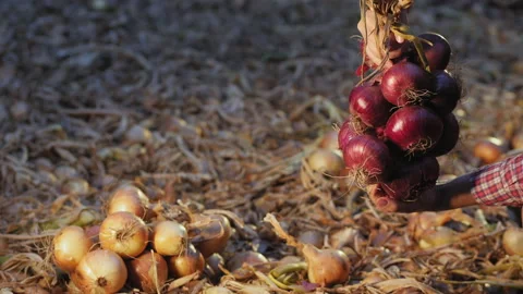 Bunch of red onion bulbs in the hands, close-up Stock Footage 137153631