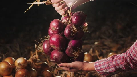 Bunch of red onion bulbs in the hands at dusk, close-up Stock Footage 137714562