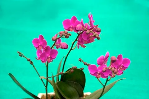 Bunch of Red Orchids Stock Photos