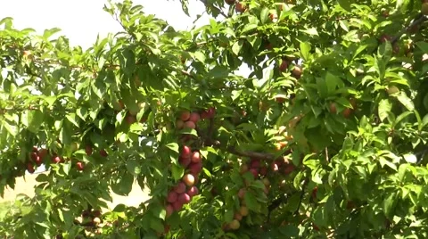 Bunch of red plums in the tree Stock Footage 51502765
